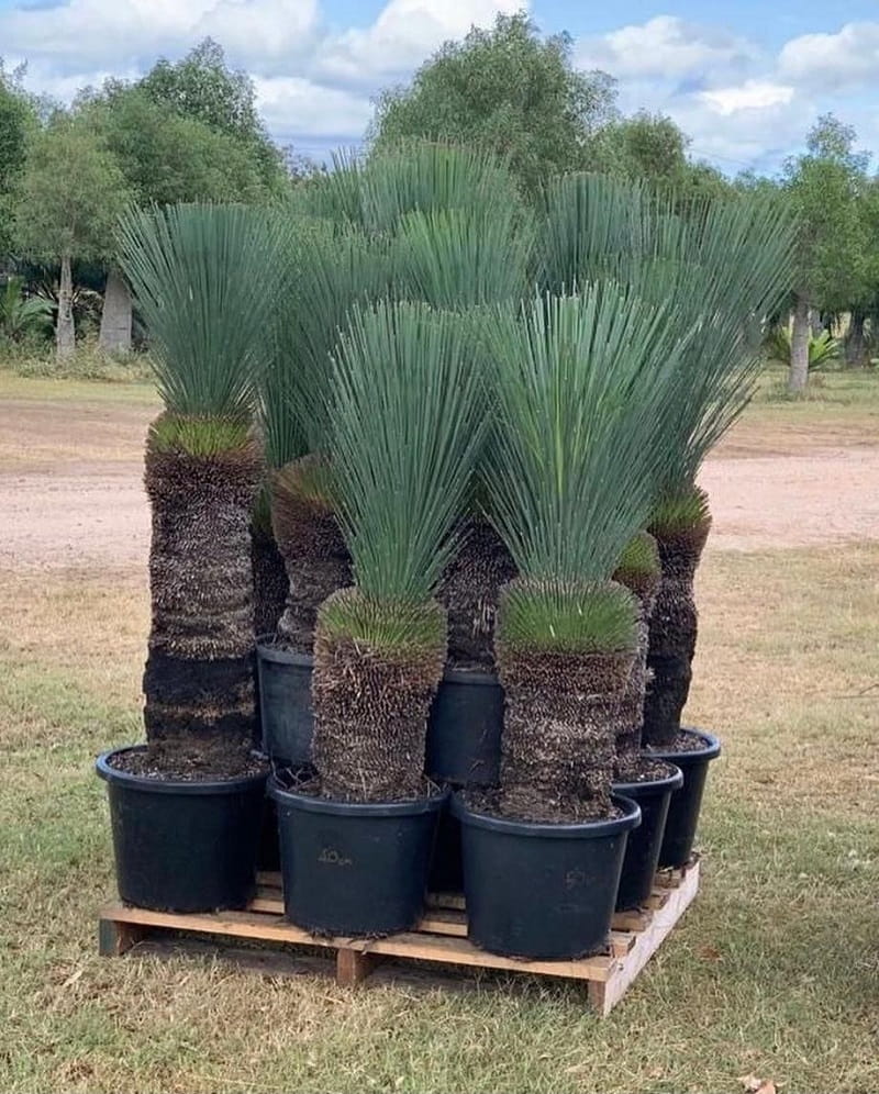 Xanthorrhoea