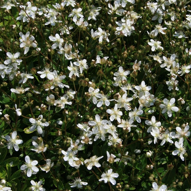 Autre haies et arbustes