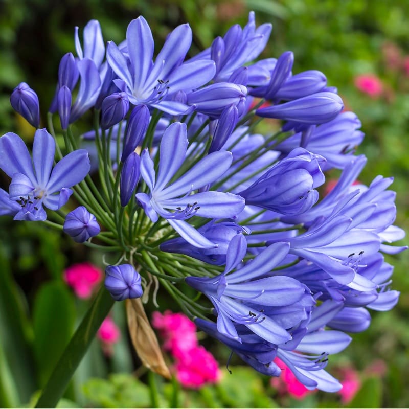 Agapanthus