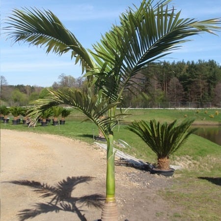 Archontophoenix alexandrae Archontophoenix alexandrae