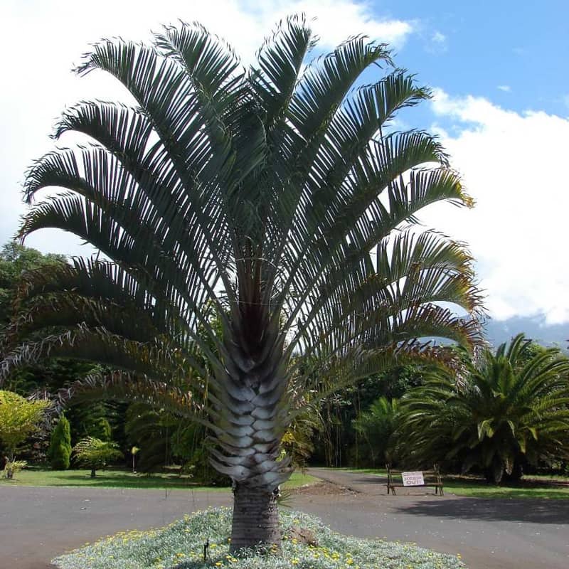 Dypsis Decaryi Dypsis Decaryi