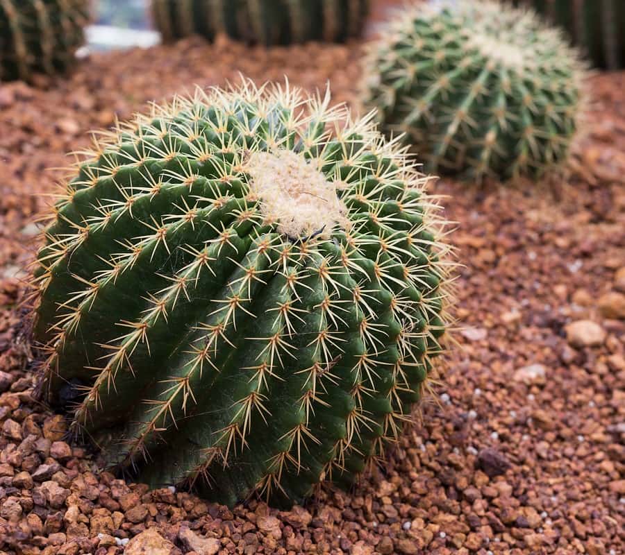 Echinocactus Echinocactus