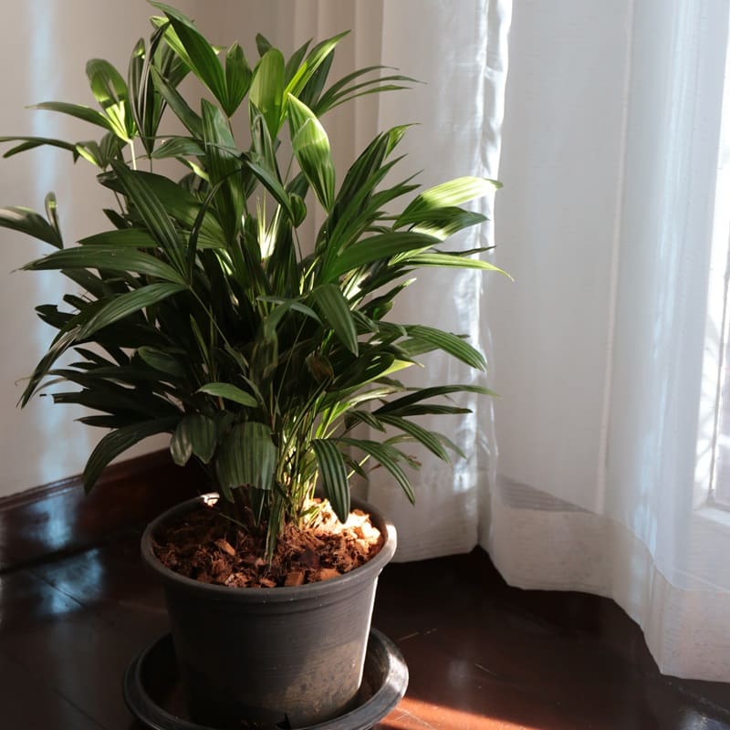 Rhapis excelsa Rhapis excelsa