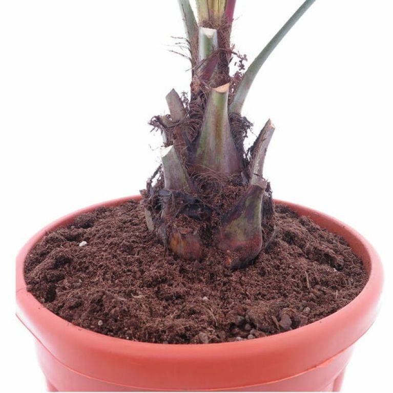 Scindapsus Treubii Dark