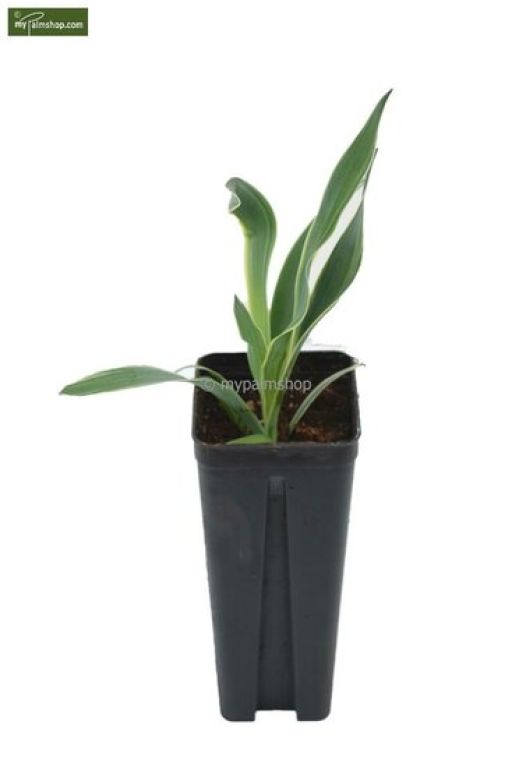 Epipremnum Pinnatum Global Green