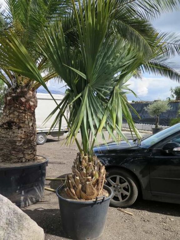 Syngonium Red Spot blad