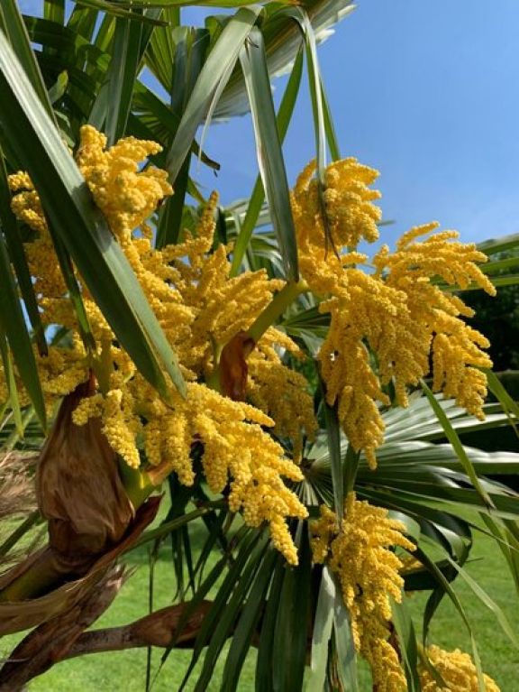 Monstera Siltepecana