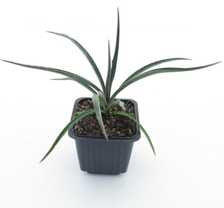 Syngonium Red Spot blad