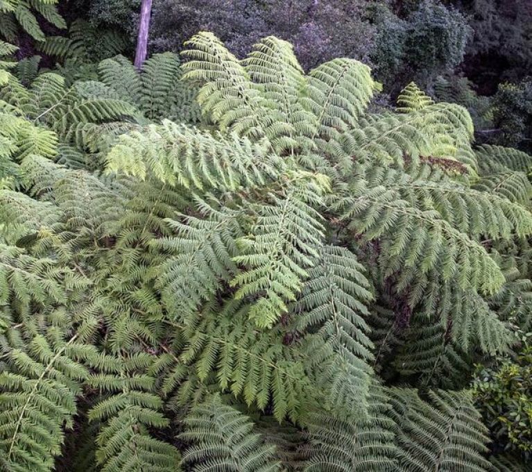 Syngonium Red Spot blad