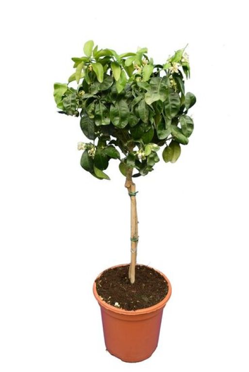 Monstera Siltepecana