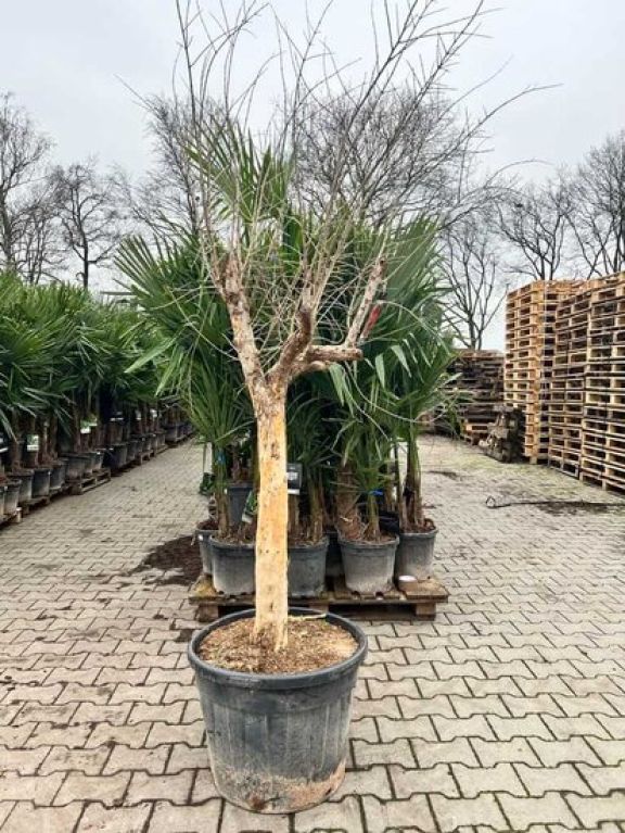 Syngonium Red Spot blad