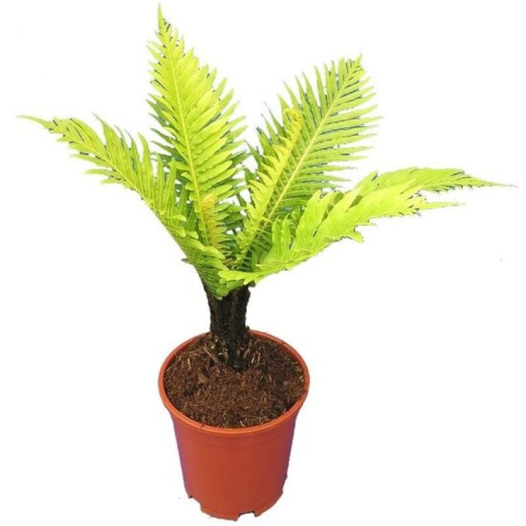 Alocasia Branchifolia Pink Passion blad