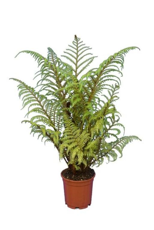 Epipremnum Pinnatum Global Green