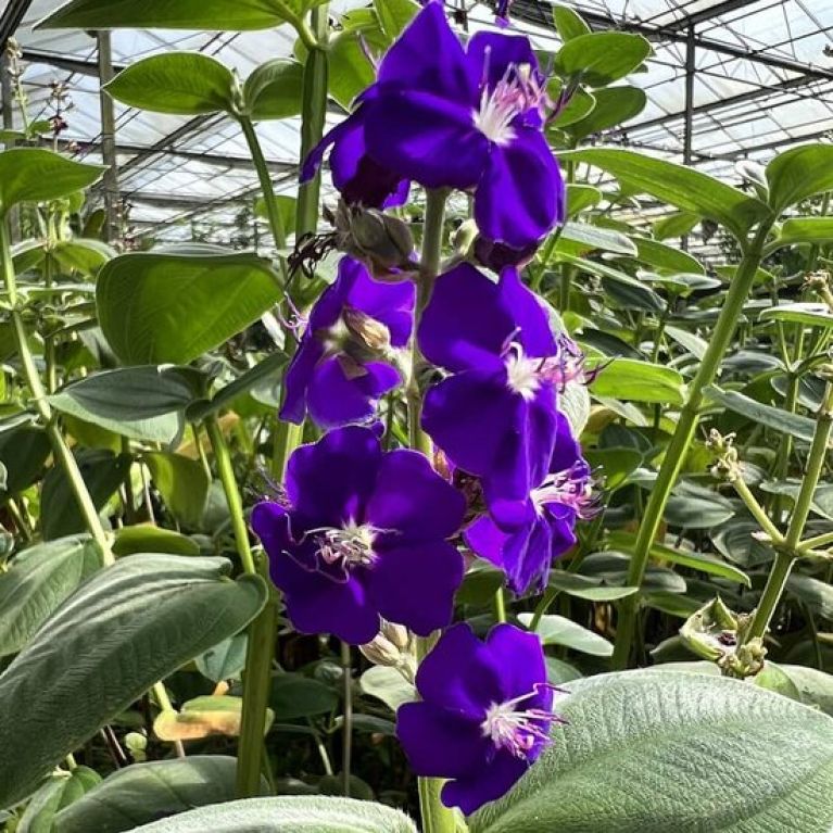 Syngonium Red Spot blad