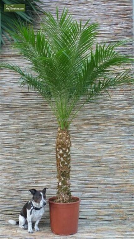 Scindapsus Treubii Dark plant