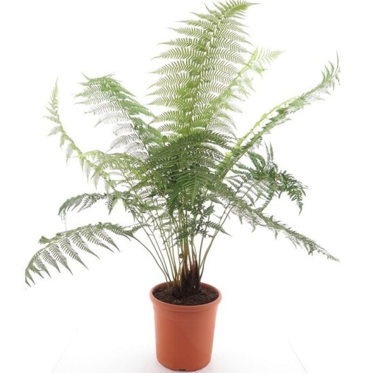 Monstera Siltepecana