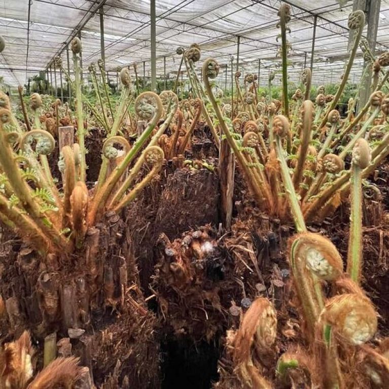 Alocasia Branchifolia Pink Passion blad