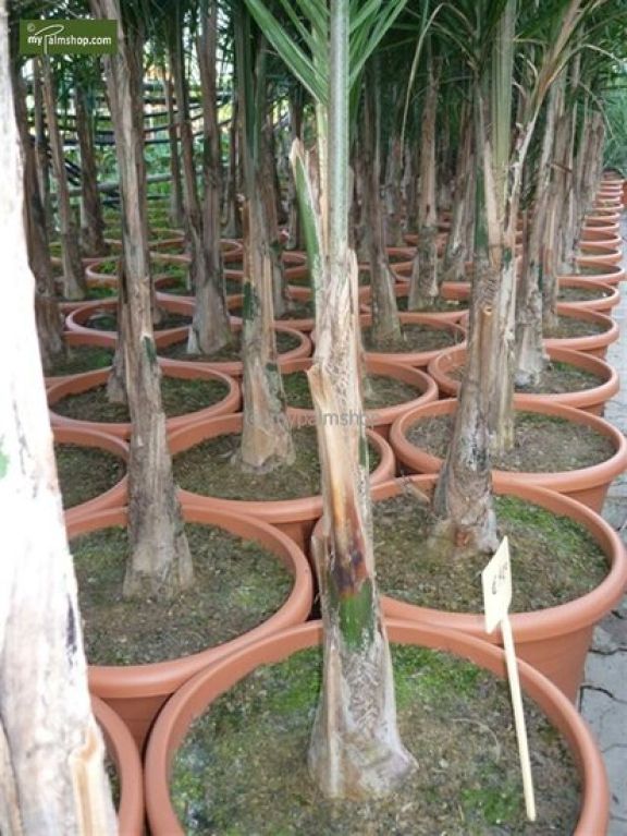 Solanum Evolvulifolium - P10