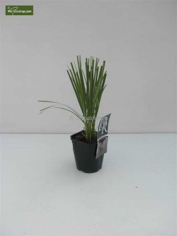 Syngonium Pink Splash