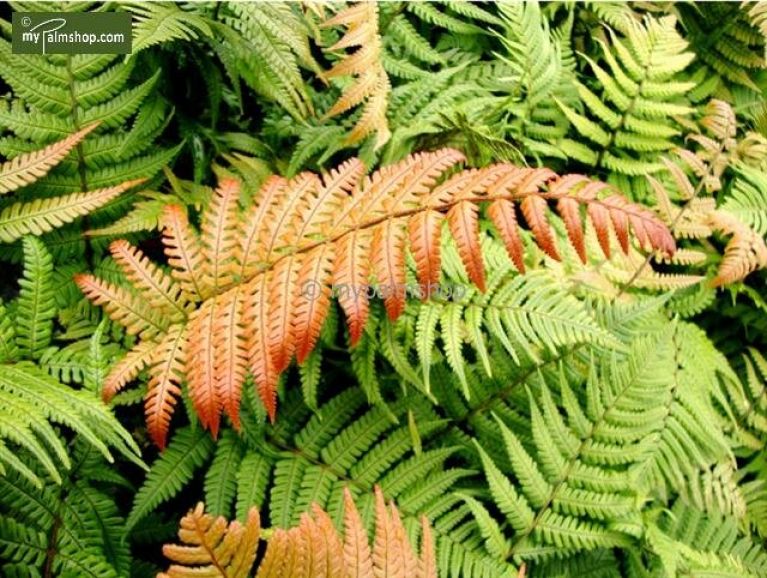 Alocasia Branchifolia Pink Passion blad