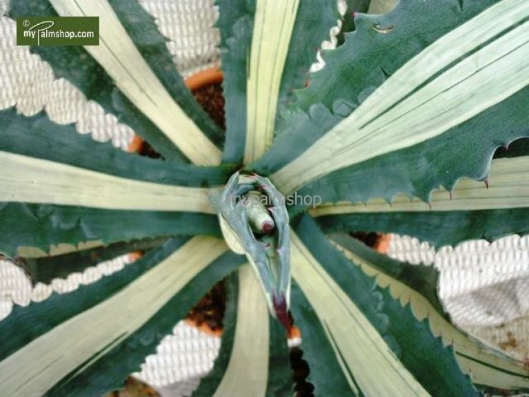 Scindapsus Treubii Dark plant