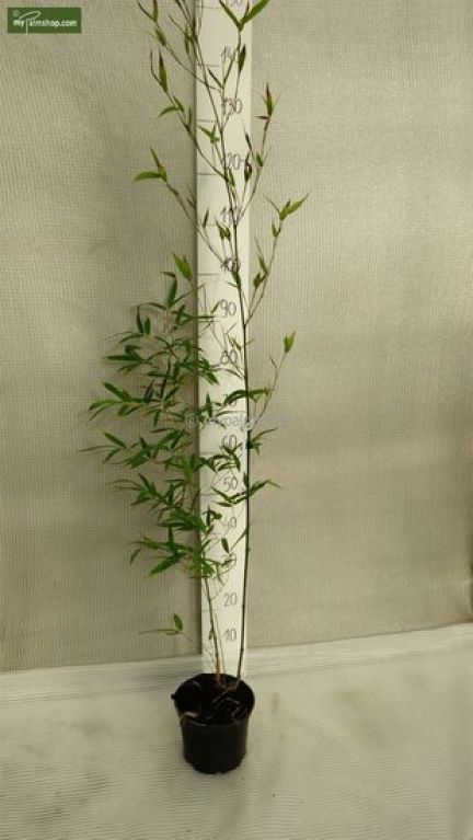 Syngonium Red Spot blad