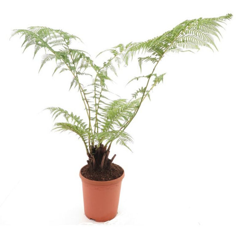 Scindapsus Treubii Dark