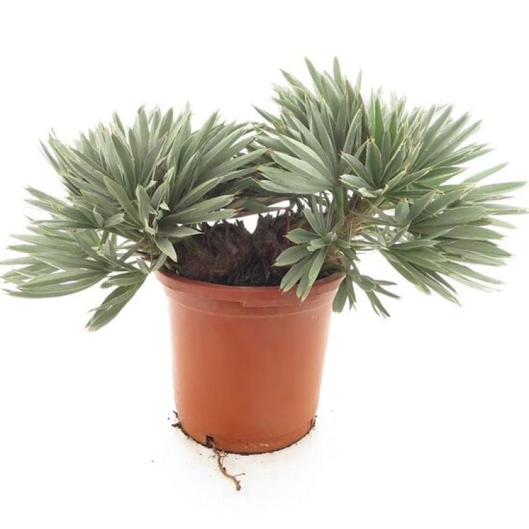 Scindapsus Treubii Dark plant