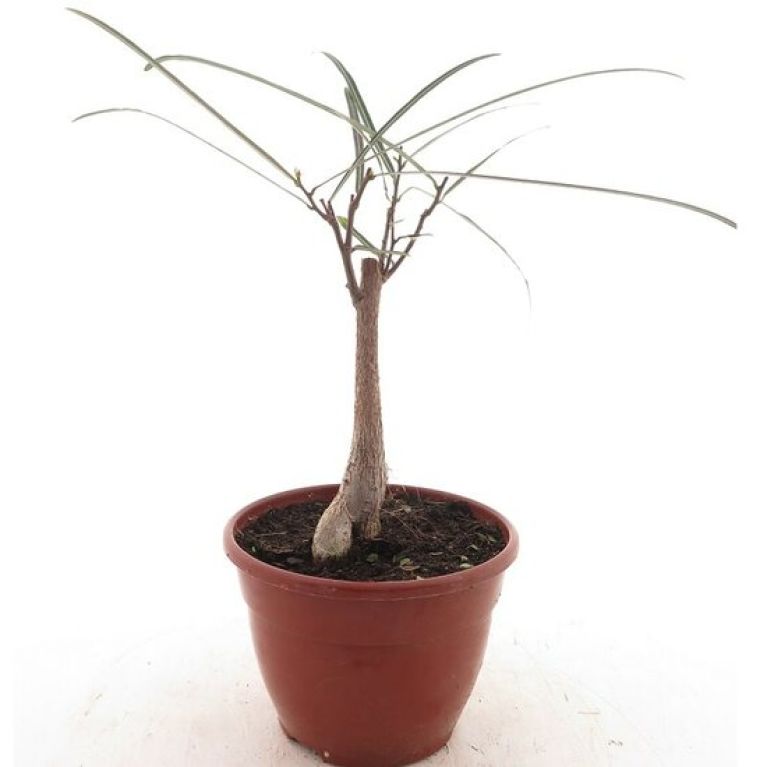 Syngonium Pink Splash