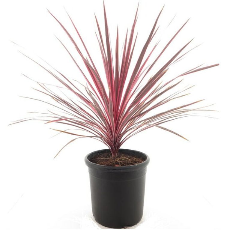 Epipremnum Pinnatum Global Green