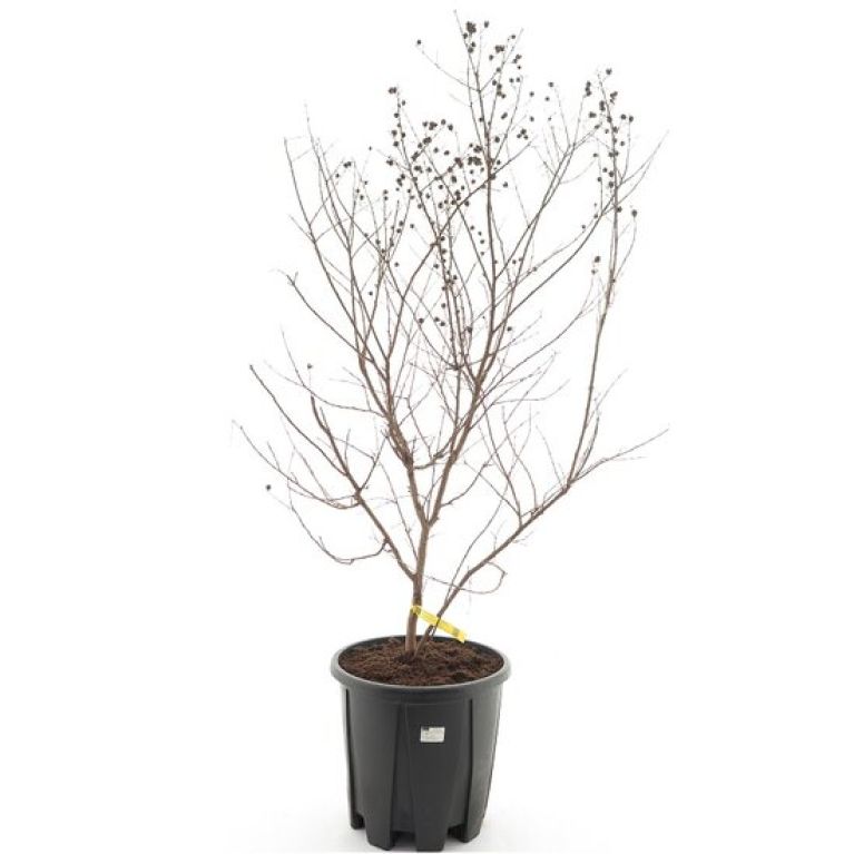 Epipremnum Pinnatum Global Green