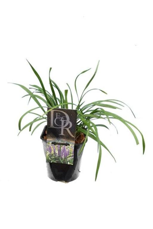 Scindapsus Treubii Dark