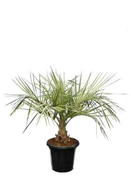 Epipremnum Pinnatum Global Green