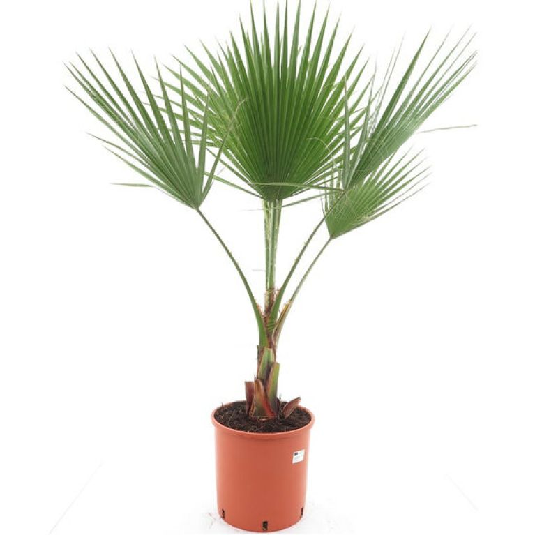 Scindapsus Treubii Dark