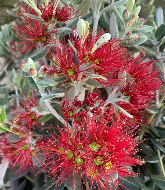 Hoya Krohniana Silver blad
