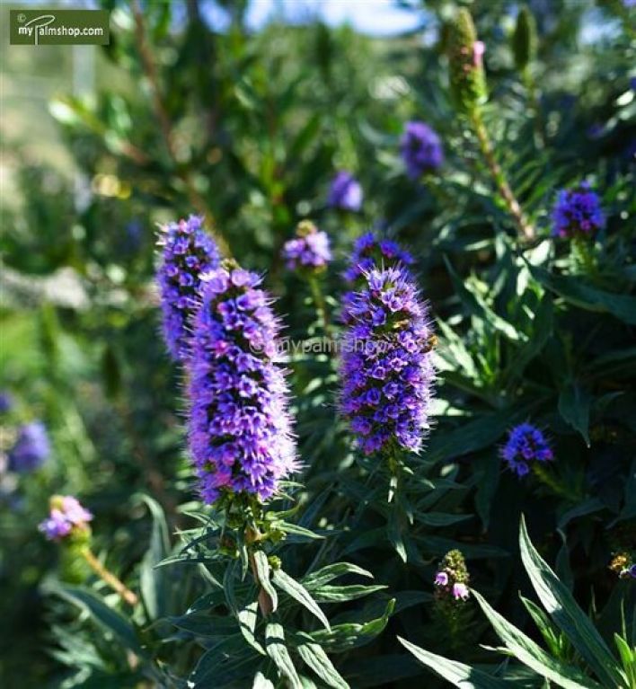 Philodendron Brandtianum
