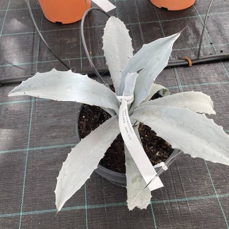 Scindapsus Treubii Dark plant