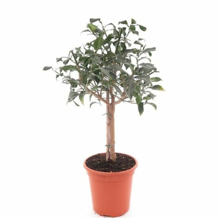 Hoya Krohniana Silver blad