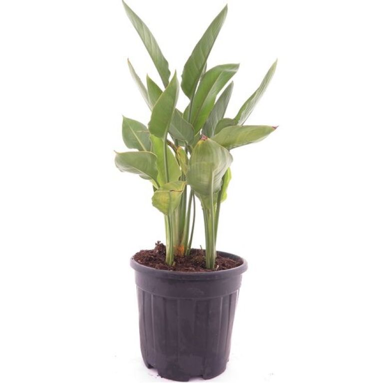 Epipremnum Pinnatum Global Green