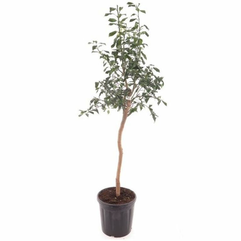 Syngonium Red Spot blad