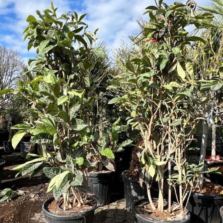 Hoya Krohniana Silver blad