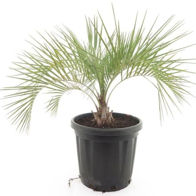 Syngonium Three Kings