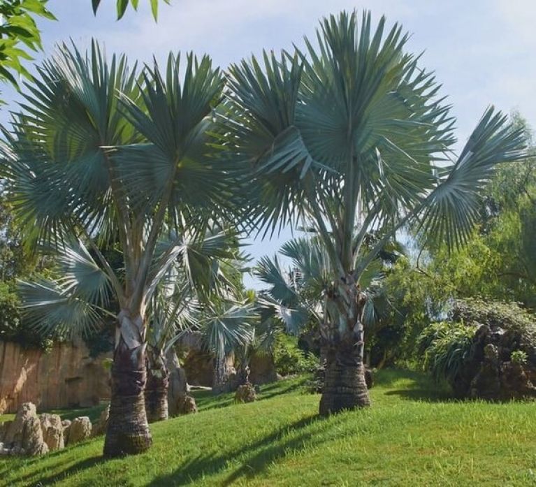 Scindapsus Treubii Dark plant