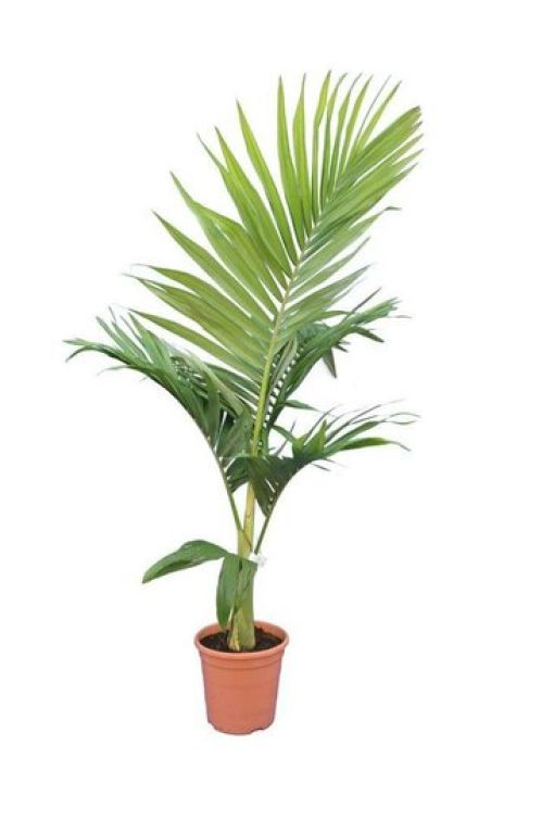 Monstera Siltepecana