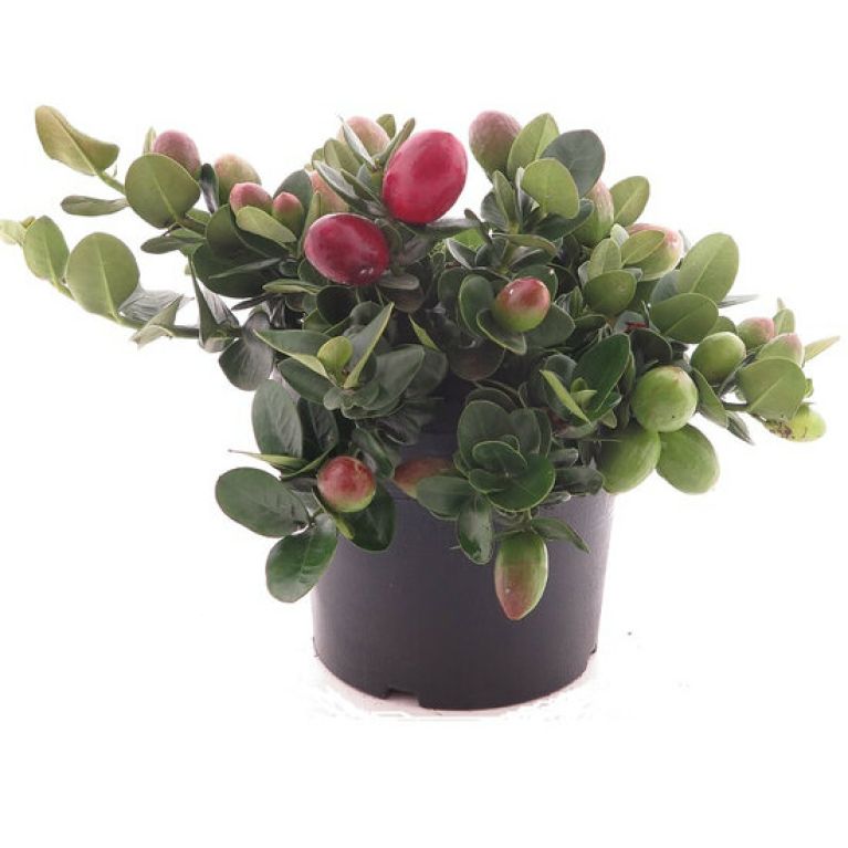 Marcgravia Sintenisii