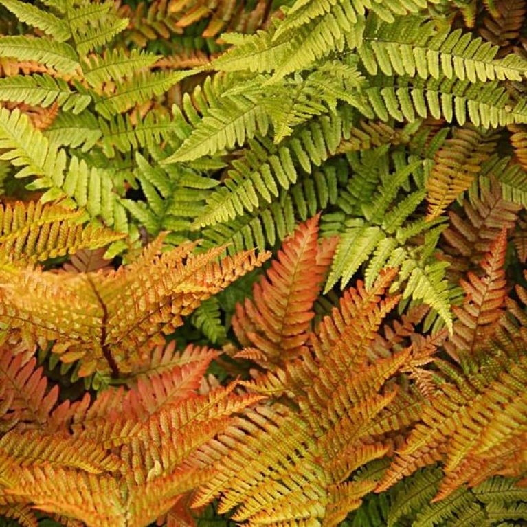 Scindapsus Treubii Dark plant