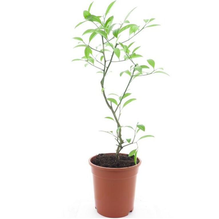 Hoya Krohniana Silver blad