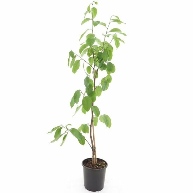 Alocasia Branchifolia Pink Passion blad