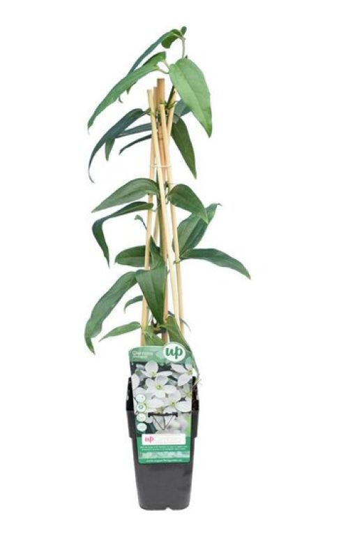 Syngonium Three Kings