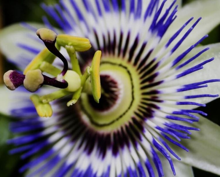 Scindapsus Treubii Dark